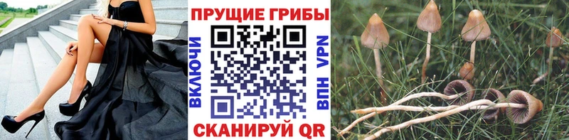 Псилоцибиновые грибы Psilocybine cubensis  Купить закладки  Электросталь 
